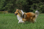 running Collie