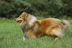 running Collie