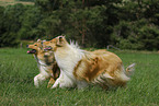 running Collie