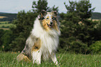 sitting Collie