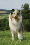 standing Collie