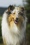 Collie Portrait