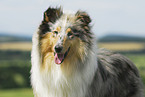 Collie Portrait