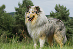 standing Collie