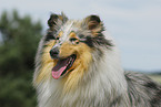 Collie Portrait