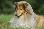 Collie