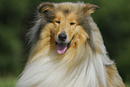 Collie Portrait