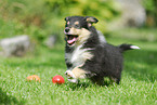 Collie puppy