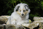 Collie puppy