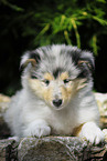 Collie puppy