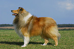 standing Collie