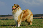 standing Collie