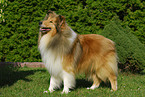 standing Collie