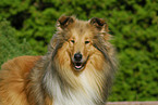 Collie Portrait