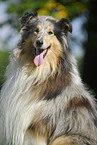 Collie Portrait