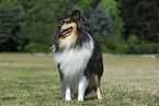 standing Collie