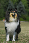 standing Collie