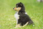 sitting Collie