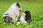 Collie puppy