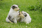 Collie puppy