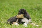 Collie puppy