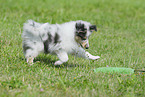 Collie puppy