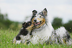 Collie she-dog with puppy