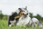 Collie she-dog with puppy