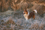 american collie