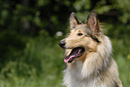 Collie Portrait