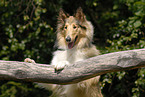 Collie