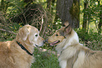 Collie and Golden Retriever