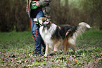 longhaired Collie