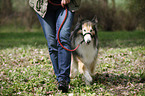 longhaired Collie