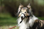 longhaired Collie