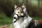 longhaired Collie