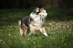 longhaired Collie