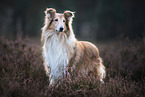 old longhaired Collie