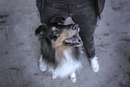 longhaired Collie