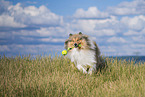 longhaired Collie