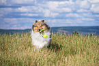 longhaired Collie