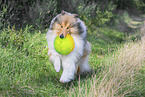 longhaired Collie