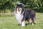 longhaired Collie