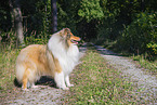 longhaired Collie
