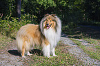 longhaired Collie