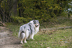 longhaired Collie