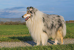 longhaired Collie