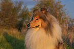 longhaired Collie