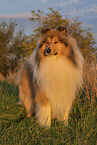 longhaired Collie