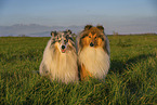 longhaired Collie